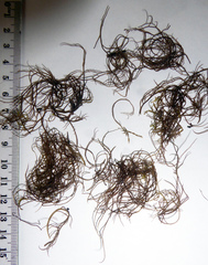 Gracilaria chilensis
