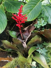 Aechmea miniata