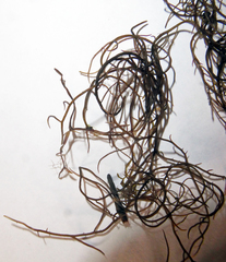 Gracilaria chilensis