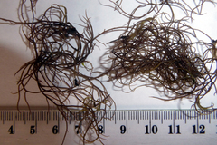Gracilaria chilensis