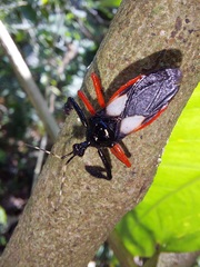 Calliclopius nigripes