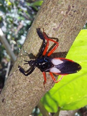 Calliclopius nigripes