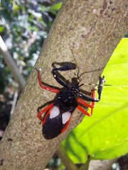 Calliclopius nigripes