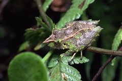 Pristimantis appendiculatus