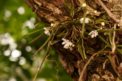 Sarcochilus hillii