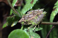Pristimantis appendiculatus