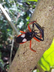 Calliclopius nigripes