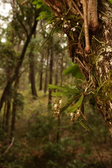 Sarcochilus dilatatus