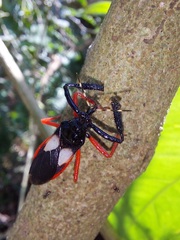 Calliclopius nigripes