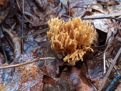 Phaeoclavulina eumorpha