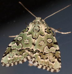 Bryolymnia viridata