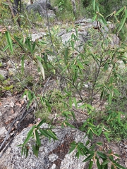 Keraudrenia lanceolata