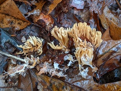 Phaeoclavulina eumorpha