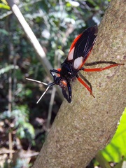 Calliclopius nigripes