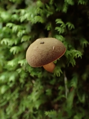 Phylloporus phaeoxanthus