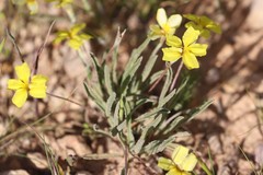 Goodenia willisiana