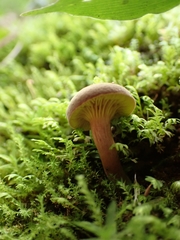Phylloporus phaeoxanthus