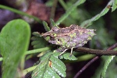 Pristimantis appendiculatus
