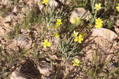 Goodenia willisiana