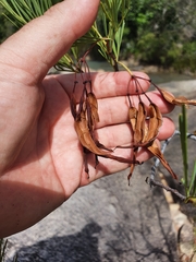 Stenocarpus angustifolius