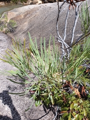 Stenocarpus angustifolius