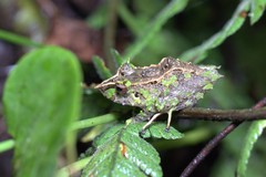 Pristimantis appendiculatus