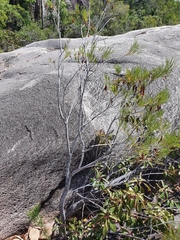Stenocarpus angustifolius
