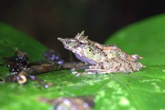 Pristimantis appendiculatus