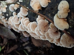 Panellus pusillus
