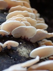 Panellus pusillus