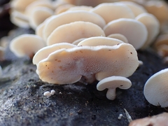 Panellus pusillus