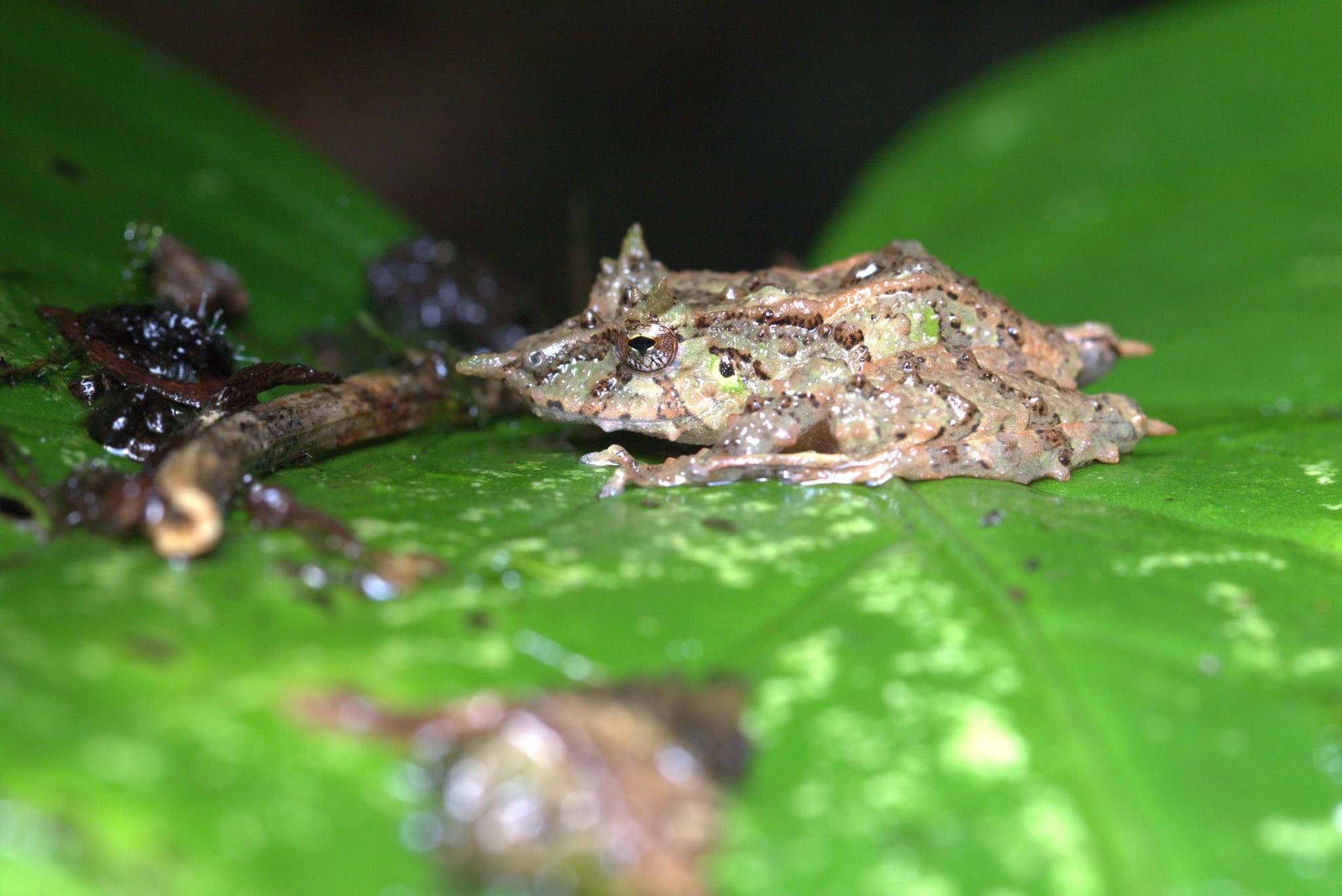 Pristimantis appendiculatus (Werner, 1894)
