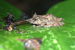 Pristimantis appendiculatus