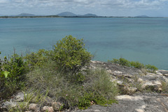 Triodia stenostachya