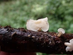 Panellus pusillus