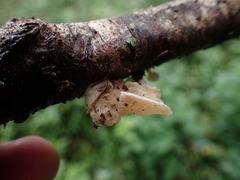 Panellus pusillus