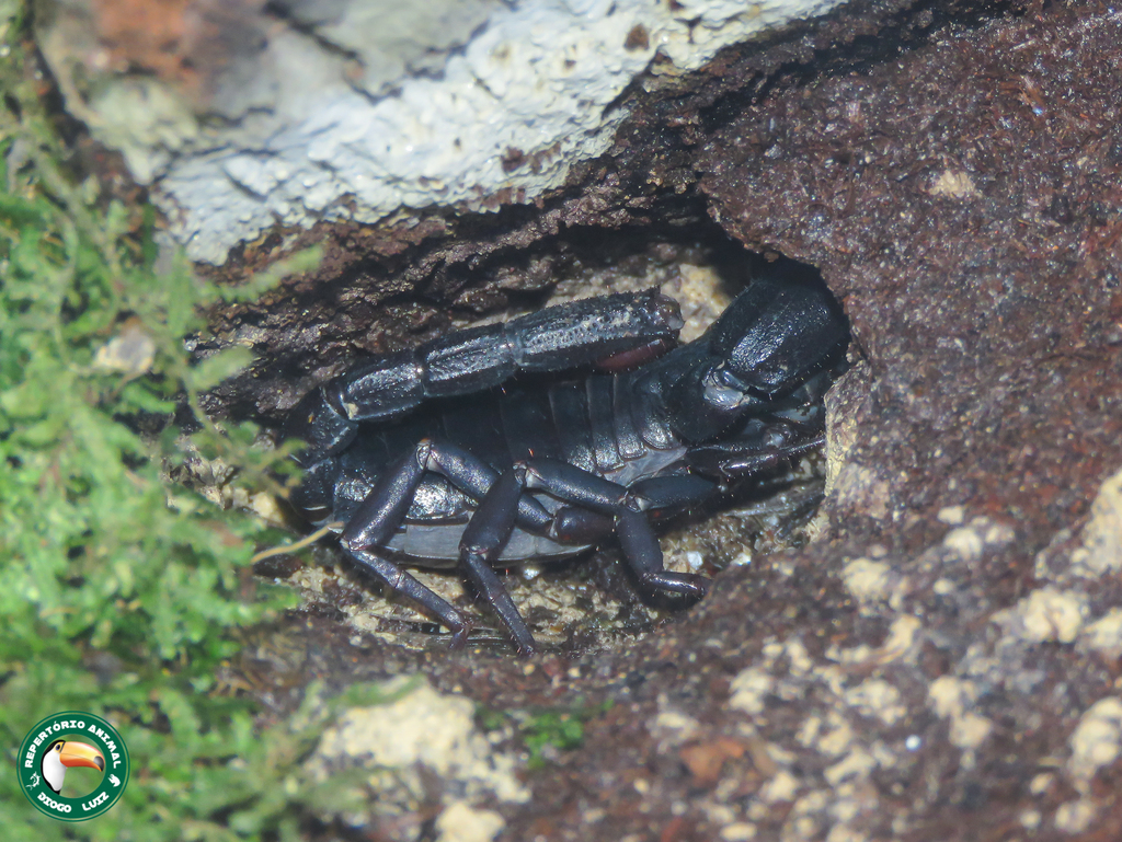 Brotheas amazonicus