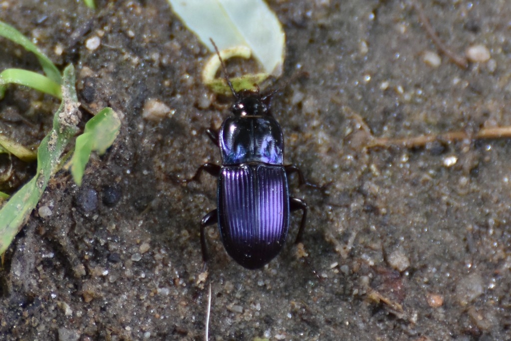 Woodland Ground Beetles