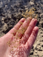 Sartwellia flaveriae