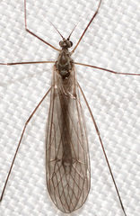 Trichocera garretti
