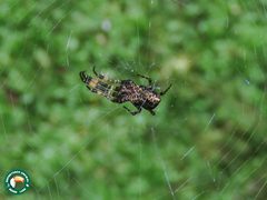 Uloborus tetramaculatus