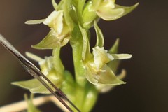 Prasophyllum pallidum