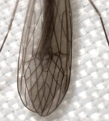 Trichocera garretti
