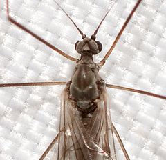 Trichocera garretti