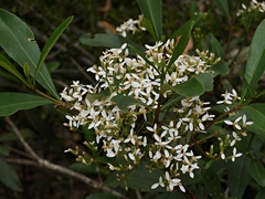 Olearia viscosa