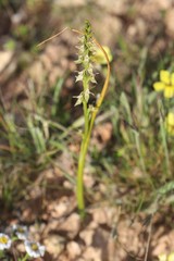 Prasophyllum pallidum