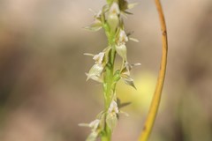 Prasophyllum pallidum