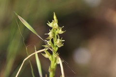 Prasophyllum pallidum