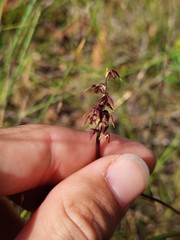 Genoplesium acuminatum