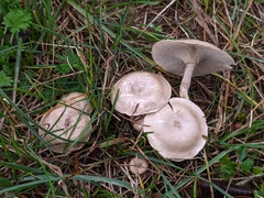 Clitocella popinalis